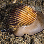 Tonna canaliculata